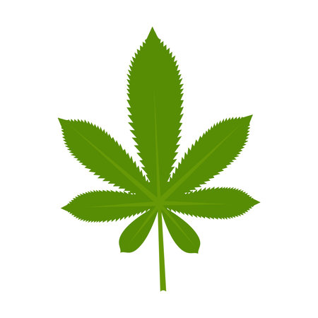 Cannabis leaves icon. Green medical plant for pharmacy isolated on white backgroundのイラスト素材