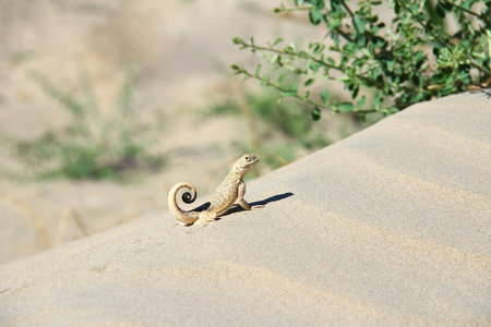 Little lizard sits on a sand dune, summer sunny day, bushes grow nearby, desert landscapeの写真素材