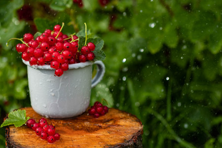 Red currant berries in a metal mug on a wooden backgroundの写真素材