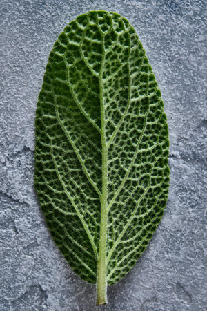Sage leaf on gray background. Copy space.