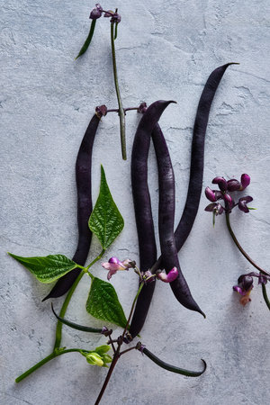 Green and purple peas and green beans. Collection of variety green beans and peas in a pod. Top view