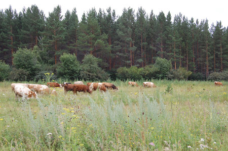 A herd of cows graze in a meadow near the forest in summerの写真素材
