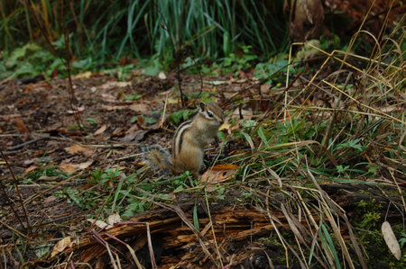 Chipmunk in the forest in autumnの写真素材