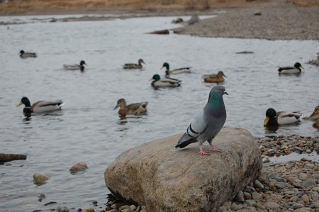 A pigeon is standing on a rock with ducks swimming in the backの写真素材