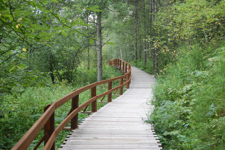 Wooden path with fence in the forest in summerの写真素材