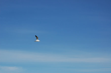 Seagull flying in the blue skyの写真素材