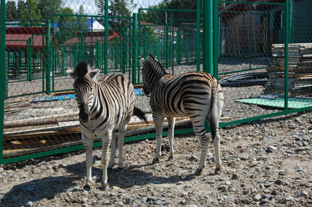 Two zebras stand against the background of a green fence and boardsの写真素材