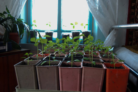 Seedlings in small colored pots stand near the window, small green plants, sring timeの写真素材