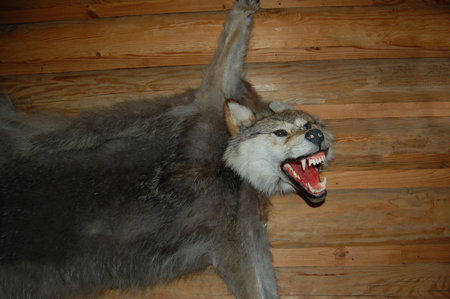 A stuffed aggressive wolf is hanging on the wallの写真素材