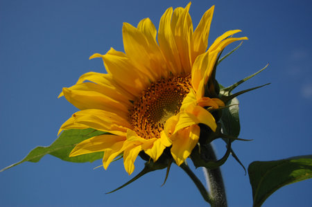 A big bright sunflower on the sky backgroundの写真素材
