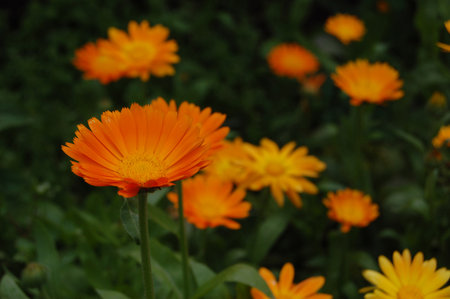 orange flowers on a green field, one flower in focusの写真素材