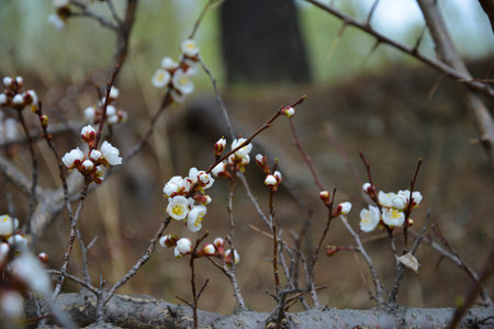 beautiful small pink-white flowers, twigs, springの写真素材