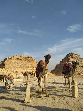 camels stand against the background of small pyramidsの写真素材