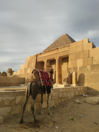 camel stand against the background of a small pyramid and a templeの写真素材