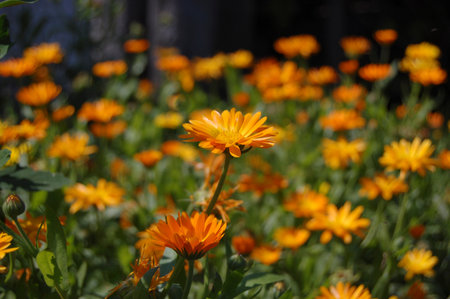 Small orange flowers in focus against a background of many orange flowersの写真素材