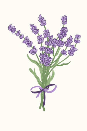 Hand drawn lavender bouquet with purple ribbon. Provence floral herbs with purple flowers. Lavender blooming.のイラスト素材