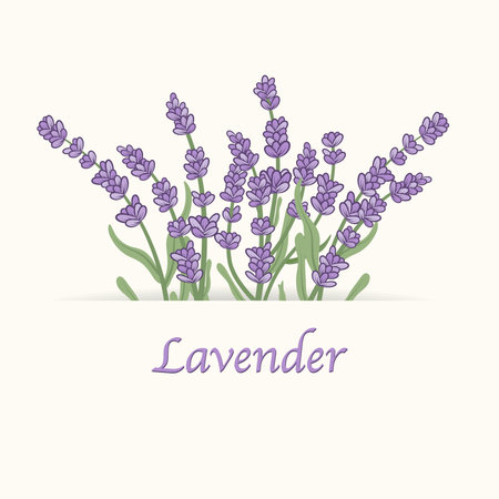 Hand drawn hand drawn blooming lavender.Contemporary abstract painting. Template for social media and design cards, invitations, coversのイラスト素材