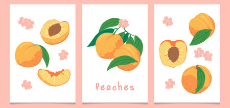A set of vintage posters featuring ripe peaches drawn by hand. A modern botanical print with hand-drawn peaches, leaves, and flowers.のイラスト素材