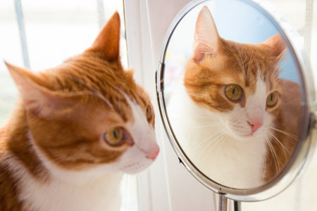 Red cat sits and reflex on mirror.の写真素材