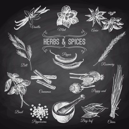 Vector hand drawn set with Herbs Spices. Vintage illustration. Retro collection. Chalkboard.のイラスト素材