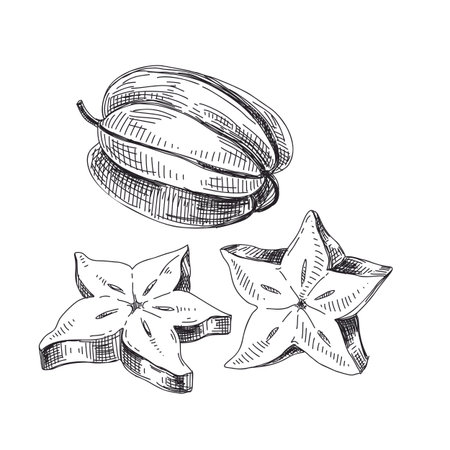 Beautiful vector hand drawn exotic fruit Illustrations. Detailed retro style star fruit image. Vintage sketch for labels.のイラスト素材