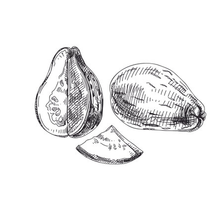 Beautiful vector hand drawn exotic fruit Illustrations. Detailed retro style Guave image. Vintage sketch for labels. Elements collection for design.のイラスト素材