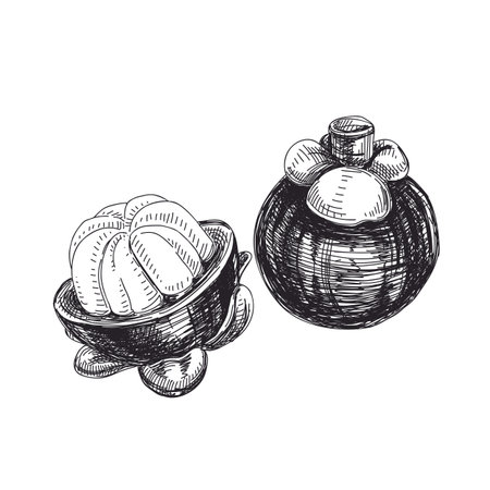 Beautiful vector exotic fruit hand drawn  Illustrations. Detailed retro style mangosteen image.のイラスト素材