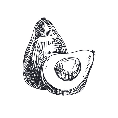 Beautiful vector hand drawn vegetables Illustration. Detailed retro style avocado image. Vintage sketch element for labels, packaging and cards design.のイラスト素材
