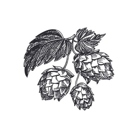 Beautiful vector hand drawn hop herb plants with leaf Illustration. Detailed retro style images. Vintage sketch element for labels and cards design.のイラスト素材