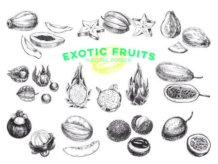 Beautiful vector hand drawn exotic fruits Illustrations set. Detailed retro style images. Vintage sketches for labels. Elements collection for design.のイラスト素材