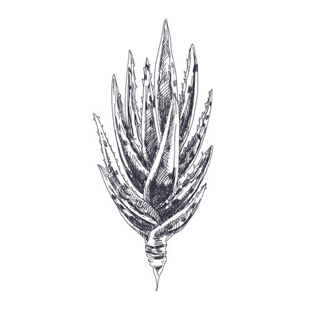 Beautiful vector hand drawn Aloe Vera Illustration. Detailed retro style image. Vintage sketch element for labels, packaging and cards design. Modern background.のイラスト素材