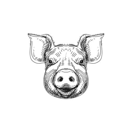 Beautiful vector hand drawn meat products Illustration.のイラスト素材