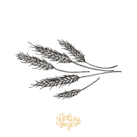 Beautiful vector hand drawn bakery Illustration.のイラスト素材