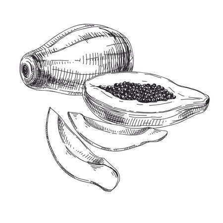Beautiful vector hand drawn exotic fruit Illustrations. Detailed retro style papaya image. Vintage sketch for labels. Elements collection for design.のイラスト素材