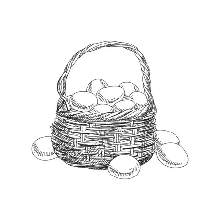 Beautiful vector hand drawn a basket with eggs Illustration. Detailed retro style image. Vintage sketch element for labels, packaging and cards design. Modern background.のイラスト素材