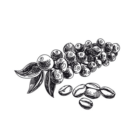 Coffee tree twig hand drawn black and whiteのイラスト素材