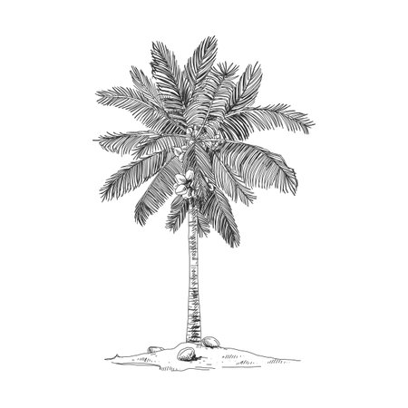 Coco palm, retro hand drawn vector illustration.のイラスト素材