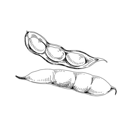 Soybean pods, retro hand drawn vector illustration.