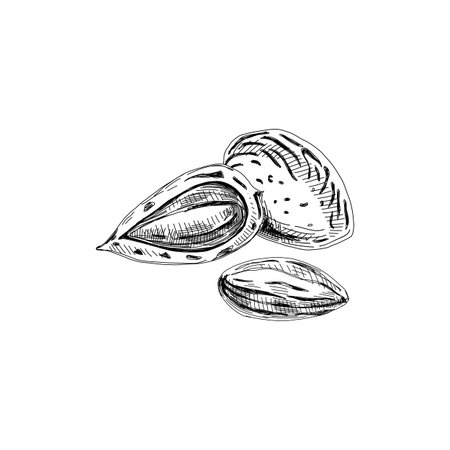 Almond in shell, shell cracked open, unshelled seedのイラスト素材