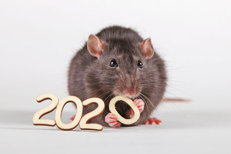 Happy New Year! The symbol of the new 2020 is the rat. A furry rat holding in its paws and nibbling a wooden digit (number) is zero.の写真素材