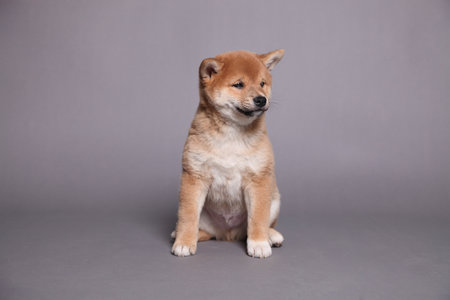 Dog puppy brown orange Japanese Shiba inu. Plays, sits on a gray background.の写真素材