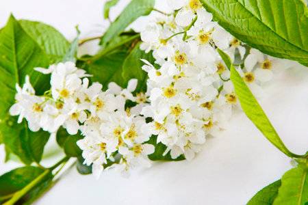 Prunus padus, known as bird cherry hackberry or Mayday tree it is a symbol of love, youth and purity, branches with beautiful fragrant flowers, laurocerasus, cerasus on a white backgroundの写真素材