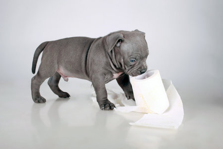 puppy of the American Bully breed , plays nibbles toilet paper, does not panic for the epidemic , the virusの写真素材