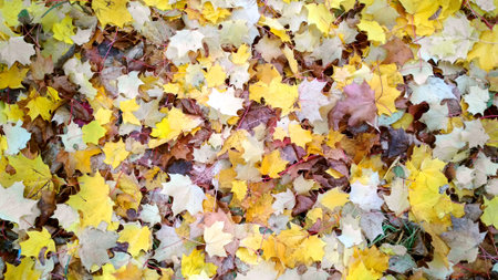 Red and orange autumn leaves background pattern. Outdoor. Colorful backround image of fallen autumn...