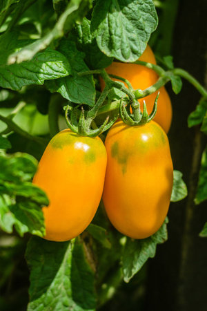 Natural tomato from a bush. Ripe yellow tomatoes from the greenhouse. Ripe organic tomatoes in the garden, ready for harvesting. Fresh tomatoes.の写真素材