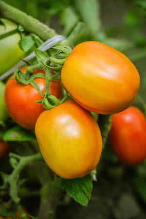 Natural tomato from a bush. Ripe red tomatoes from the greenhouse. Ripe organic tomatoes in the garden, ready for harvesting. Fresh tomatoes.の写真素材