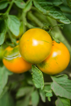 Natural tomato from a bush. Ripe yellow tomatoes from the greenhouse. Ripe organic tomatoes in the garden, ready for harvesting. Fresh tomatoes.の写真素材