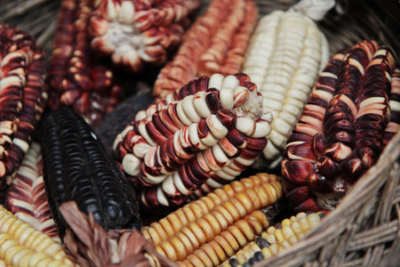 multi-colored decorative corn