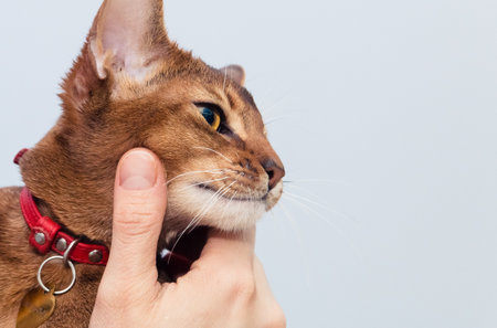 cat Abyssinian is content with stroking.の写真素材