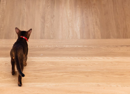 the cat walks away from problems.の写真素材